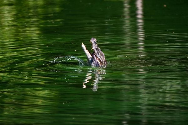 Projeto fomenta conservação do jacaré-do-papo-amarelo no ES por Leonardo Mercon