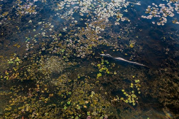 Projeto fomenta conservação do jacaré-do-papo-amarelo no ES por Leonardo Merçon