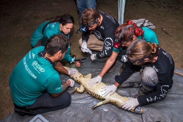 Projeto fomenta conservação do jacaré-do-papo-amarelo no ES