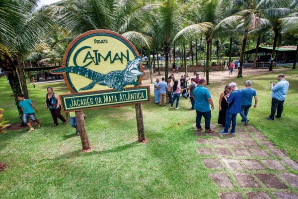 Projeto fomenta conservação do jacaré-do-papo-amarelo no ES por Leonardo Merçon