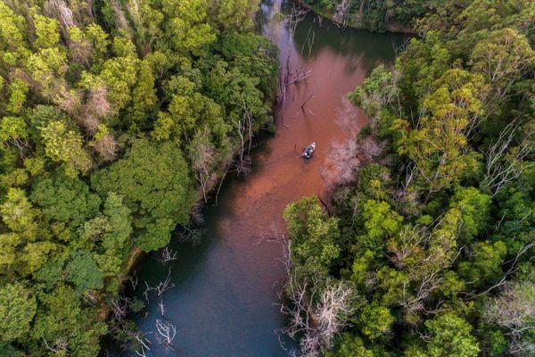 Projeto fomenta conservação do jacaré-do-papo-amarelo no ES por Yuri Barichivich