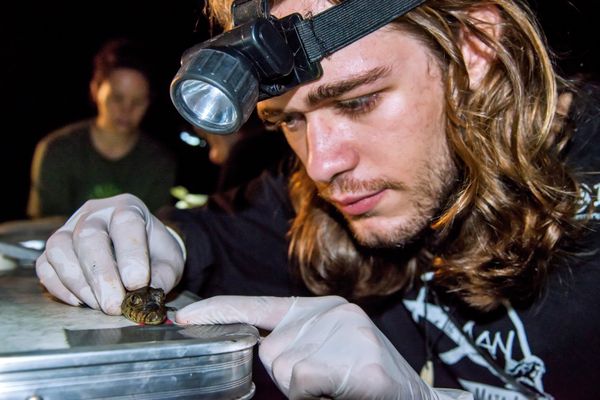Projeto fomenta conservação do jacaré-do-papo-amarelo no ES por Leonardo Merçon