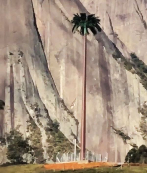Vivo instala antena camuflada de coqueiro em Pedra Azul