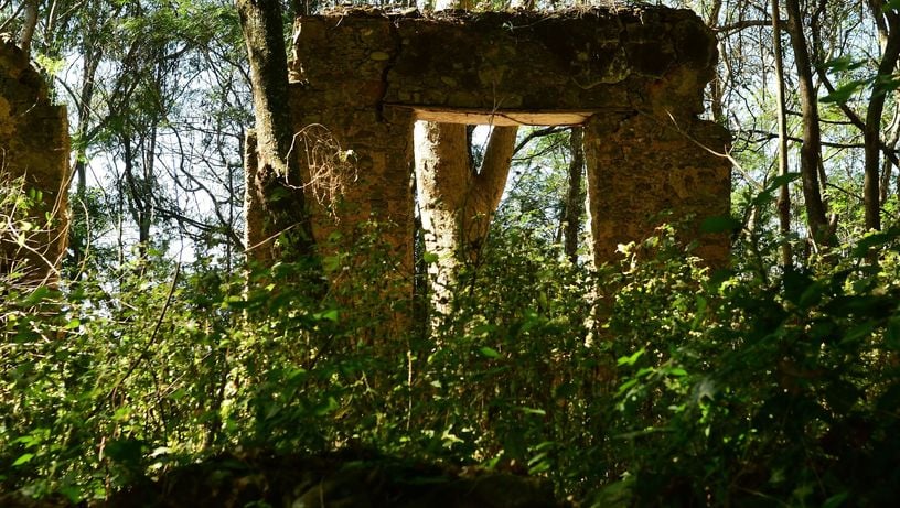 Café do Jacu: a história da bebida feita a partir das fezes de ave