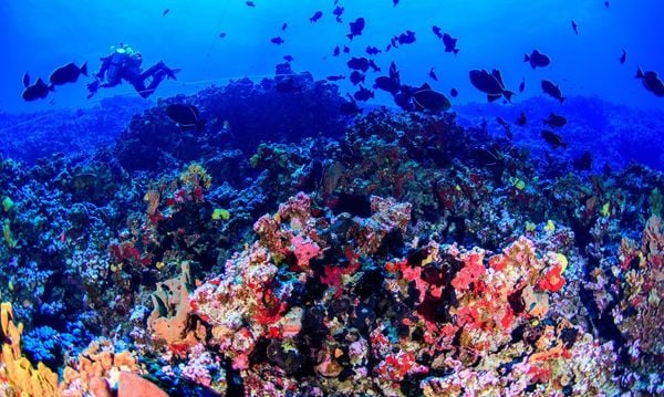 Colinas coralinas abrigam maior biomassa de peixes recifais no Oceano Atlântico