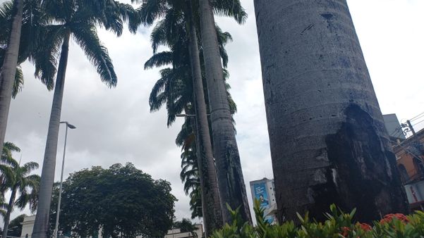 Com risco de queda, palmeiras de praça no centro de Cachoeiro serão substituídas  por Alice Sousa 