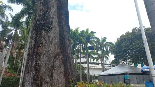Com risco de queda, palmeiras de praça no centro de Cachoeiro serão substituídas  por Alice Sousa  