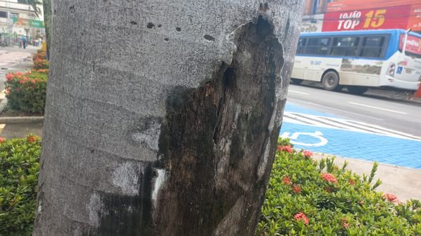 Com risco de queda, palmeiras de praça no centro de Cachoeiro serão substituídas por Alice Sousa 