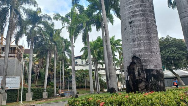 Com risco de queda, palmeiras de praça no centro de Cachoeiro serão substituídas por Alice Sousa 