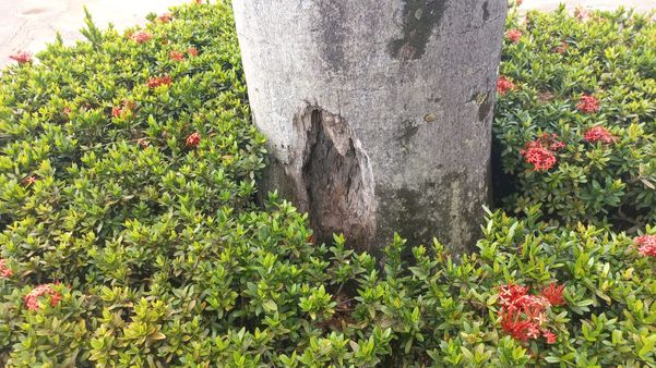 Com risco de queda, palmeiras de praça no centro de Cachoeiro serão substituídas por Alice Sousa 