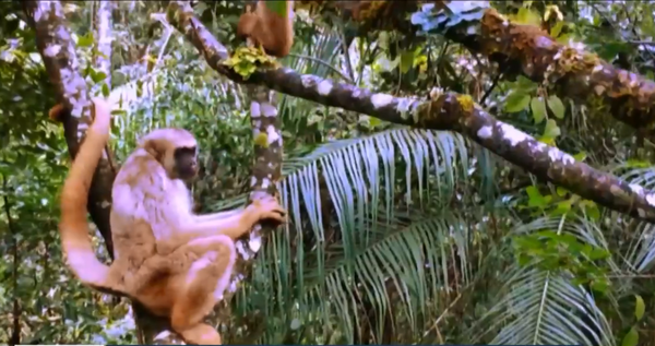 Macaco Muriqui