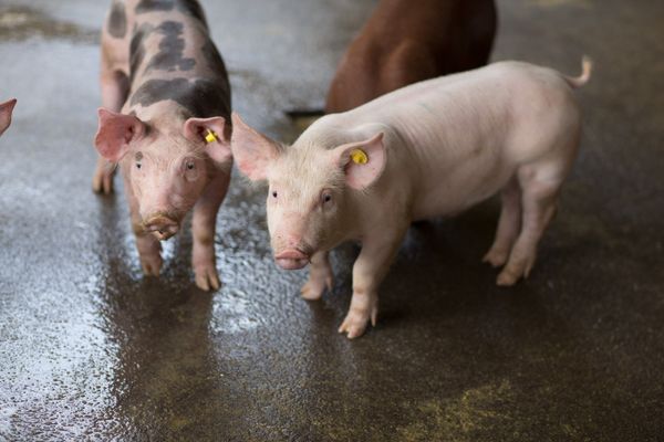 Embutidos feitos com carne suína têm alcançado selos que permitem comercialização em todo o país