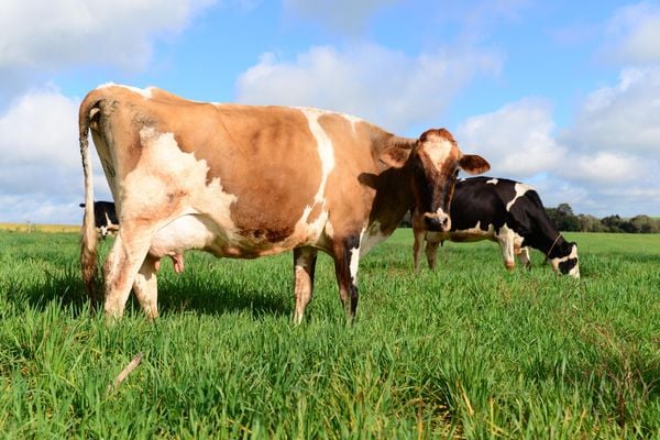Essencial para a produção de leite de qualidade, o bem-estar animal recebe atenção especial no agro
