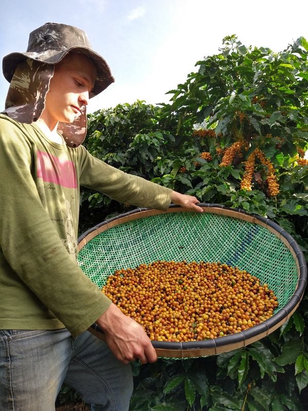 Tecnologia implantada por Michel dos Santos reduz uso de água na colheita do café