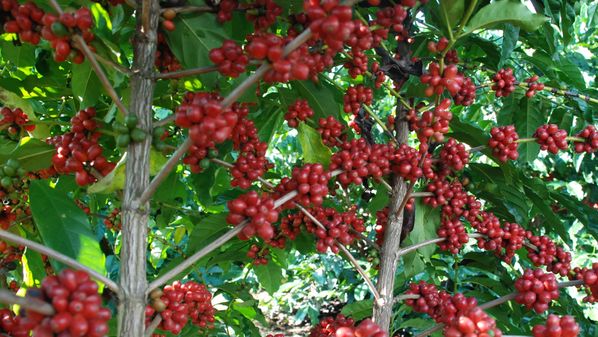 Em maio, o Espírito Santo teve saldo positivo de 7.294 postos de trabalho; só na colheita do café, foram 4.477 vagas no mês passado