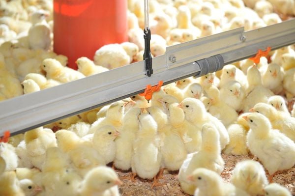 Além de sistema automatizado de ração para aves, empresas investem em incubadora para otimizar produção de ovos