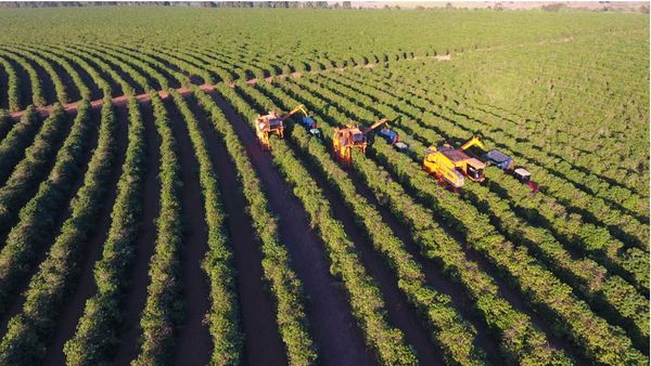 Máquina automotriz - com propulsão própria - já é testada em área de plantio de café conilon