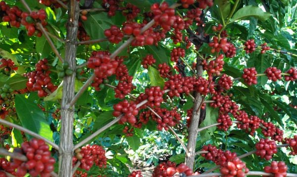 Produção de café predomina nas lavouras capixabas, sendo o principal produto em 61 das 78 cidades