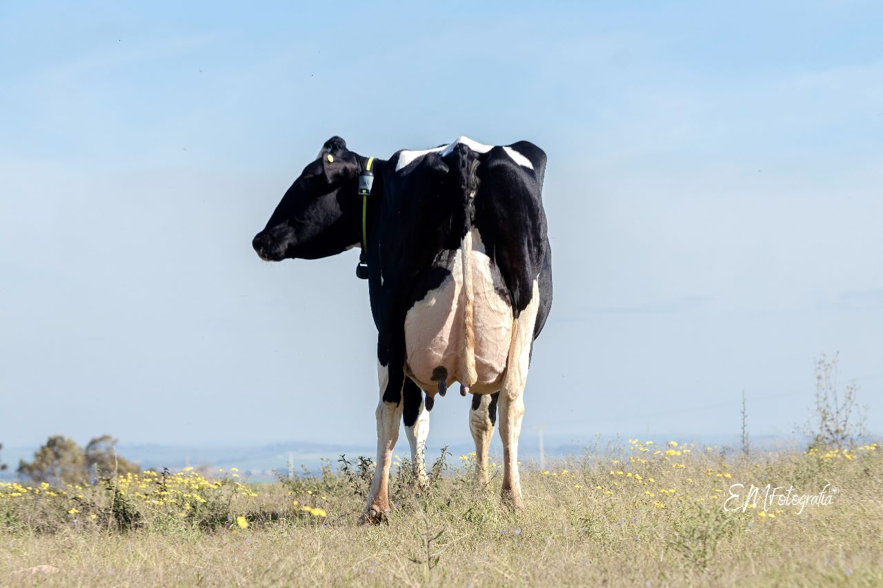 O FertBovi, representante da Semex e da Cenatte no Estado, oferece soluções de melhoramento genético bovino para o agronegócio capixaba