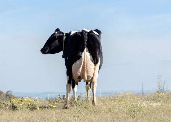 FertBovi quer difundir informações sobre os benefícios da genética animal para melhorias do rebanho do gado de leite e de corte