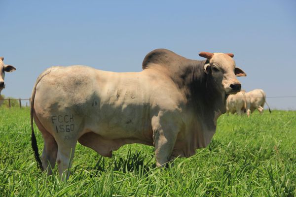 FertBovi também vai promover treinamento dos profissionais da área veterinária