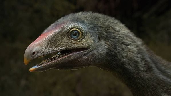 Com idade estimada em 230 milhões de anos, o fóssil é um lagerpetídeo, grupo que inclui répteis de tamanho reduzido, garras poderosas para escalar e habilidades saltadoras