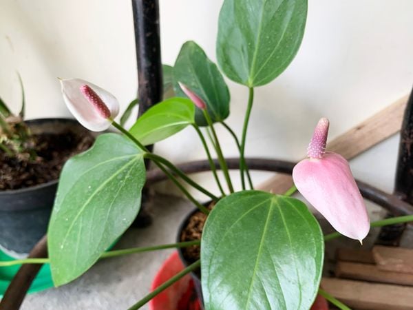 Conheça os 4 melhores tipos de flores usar na decoração de sua casa 