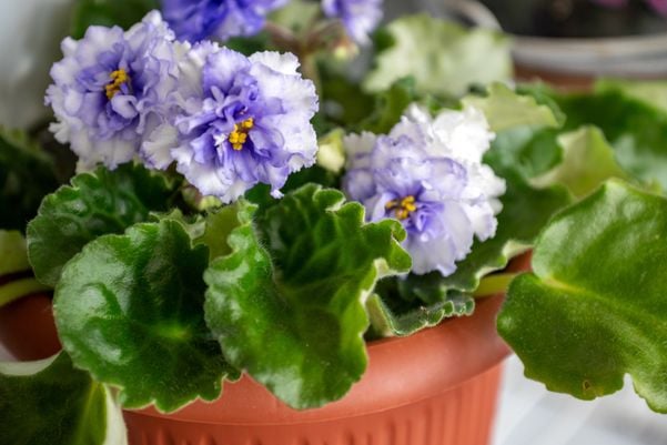 Conheça os 4 melhores tipos de flores usar na decoração de sua casa 