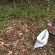 Imagem - Cooperativa indígena coleta sementes e garante renda com reflorestamento