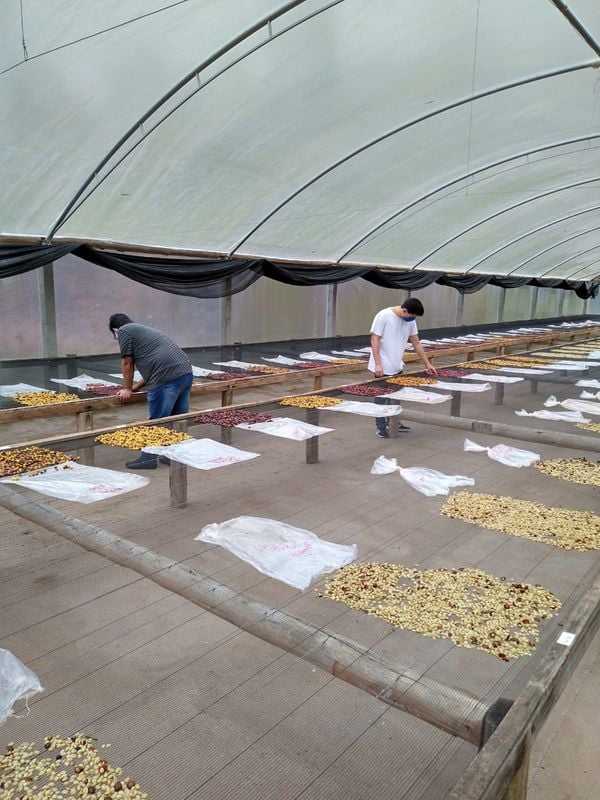 A Gazeta  Café capixaba é vendido para gigante do setor agrícola