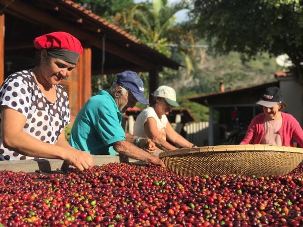 A produtora rural Josane Bissoli, de 43 anos, trabalha com café arábica na comunidade de Vila Pontões, em Afonso Cláudio