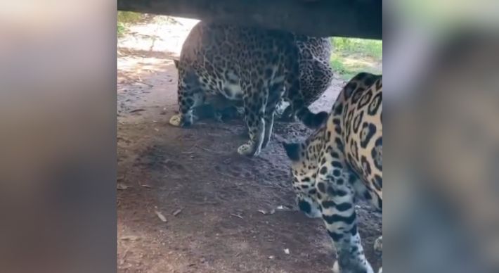 Alunos que visitavam o zoológico estavam filmando e flagraram a cena, na terça-feira (22); Iema enviou equipe ao local nesta quarta-feira (23) para apurar o ocorrido