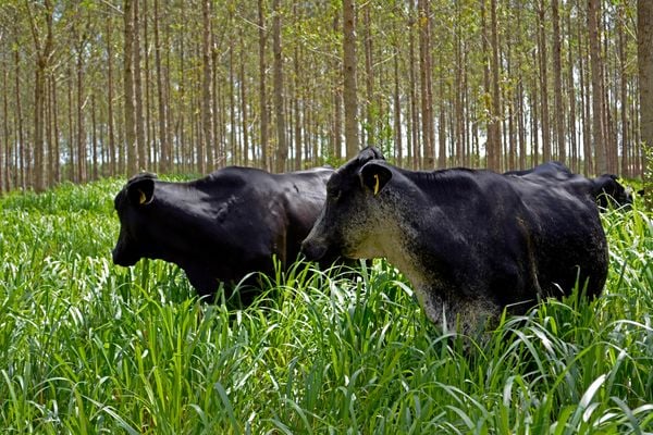 Pecuária, aliada à  lavoura e ao plantio de florestas, pode trazer renda aos produtores rurais