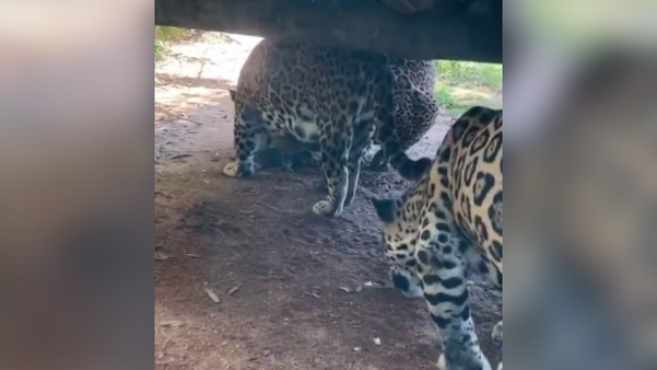 Um grupo de estudantes do ensino médio flagrou o nascimento de uma onça-pintada em um zoológico localizado em Marechal Floriano, na Região Serrana do Espírito Santo