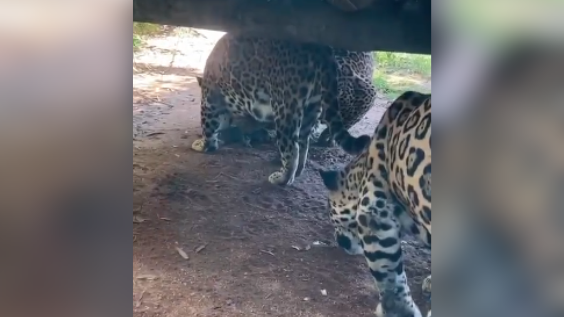 Alunos que visitavam o zoológico estavam filmando e flagraram a cena, na terça-feira (22); Iema enviou equipe ao local nesta quarta-feira (23) para apurar o ocorrido