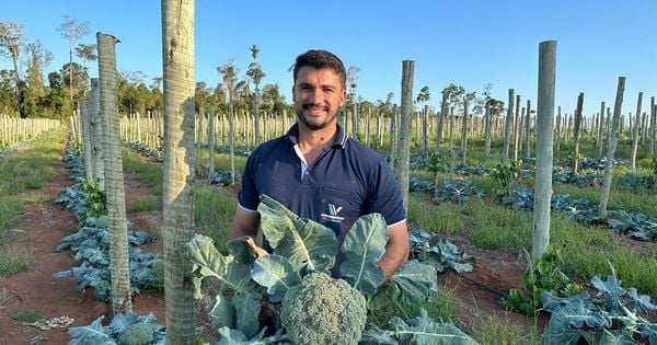 Um jovem produtor da quente cidade de Montanha inovou com o plantio da hortaliça que no Estado é produzida nas regiões mais frias e elevadas