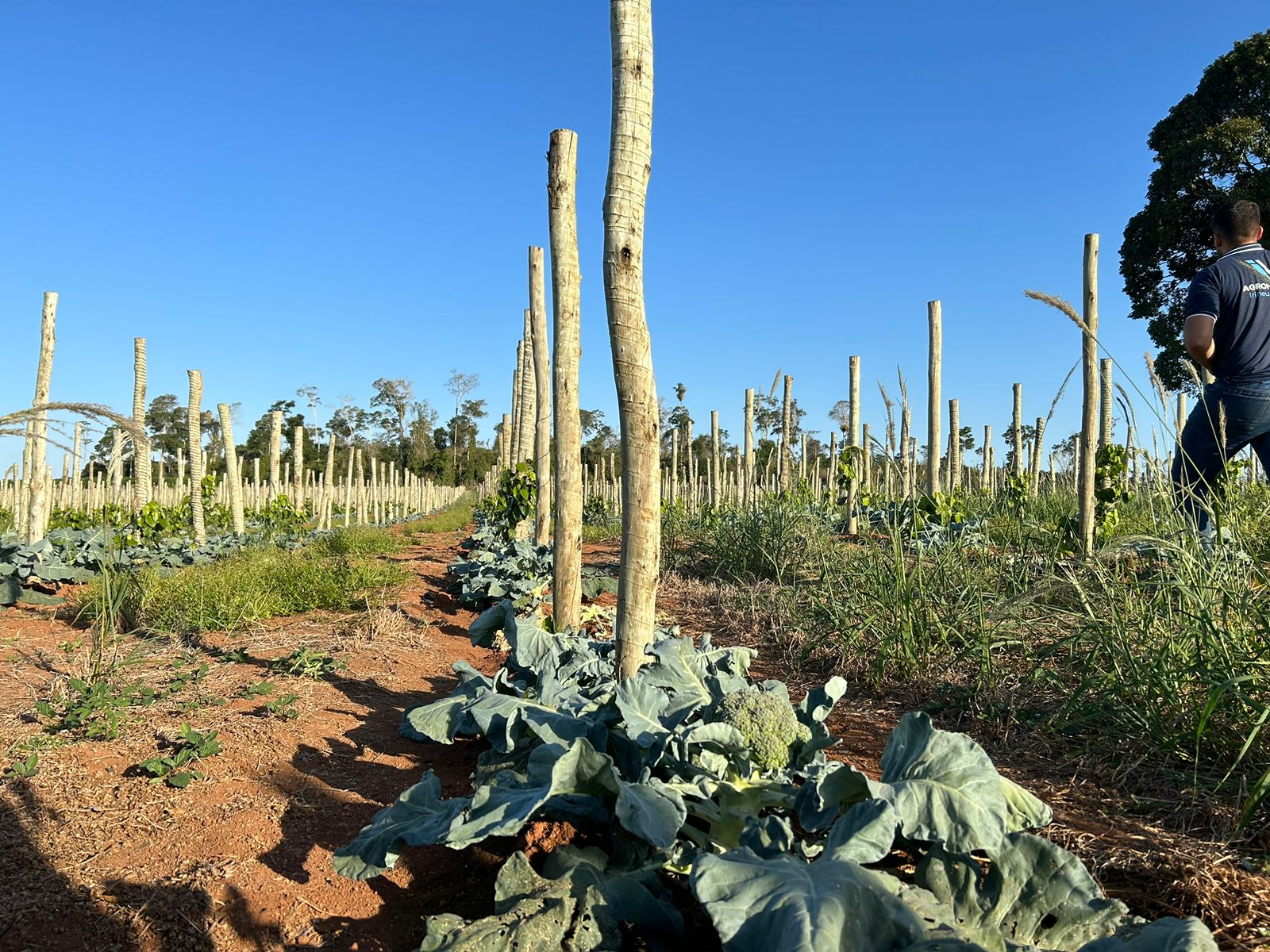 As duas mil mudas de brócolis japonês foram plantadas entre as estacas de madeira para os pés de pimenta, aproveitando o sistema de fertirrigação por gotejamento. Crédito: Júlia Pimentel