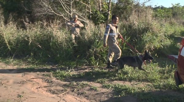 Atuação de cão farejador em área de vegetação de Sooretama