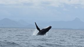 Baleias-jubarte estão se aproximando mais da costa em Guarapari 