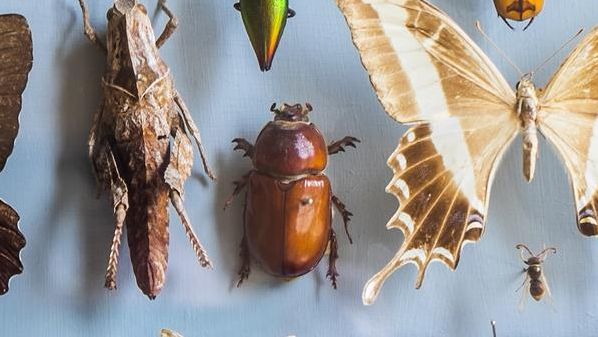 Eles representam cerca de 70% de todas as espécies conhecidas na Terra e sua biomassa combinada é 16 vezes maior que a dos humanos