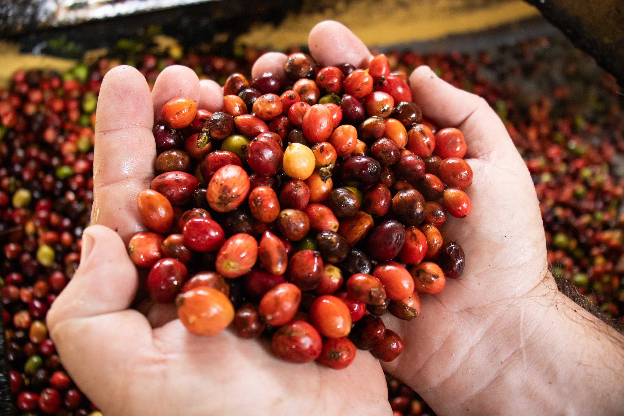 A Gazeta  Café capixaba é vendido para gigante do setor agrícola