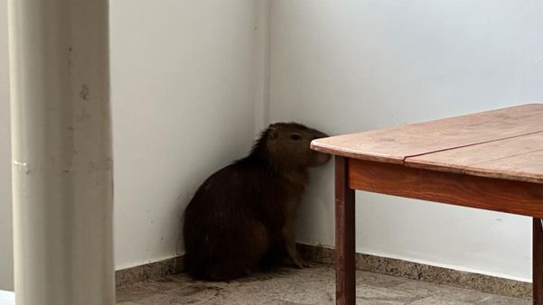 Capivara igreja cachoeiro