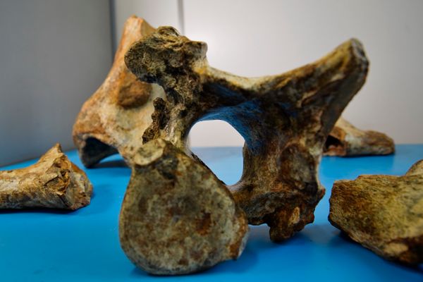 Laboratório de paleontologia da Ufes por Fernando Madeira