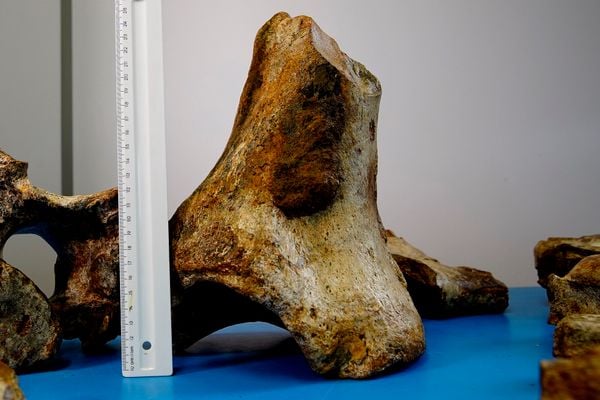 Laboratório de paleontologia da Ufes por Fernando Madeira