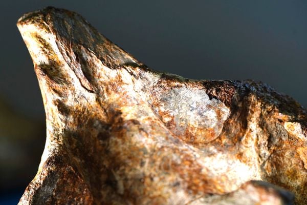 Laboratório de paleontologia da Ufes por Fernando Madeira