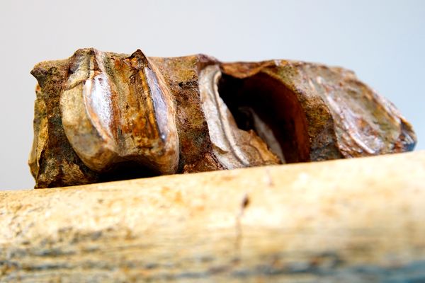 Laboratório de paleontologia da Ufes por Fernando Madeira
