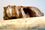 Fóssil de preguiça-gigante(Fernando Madeira)