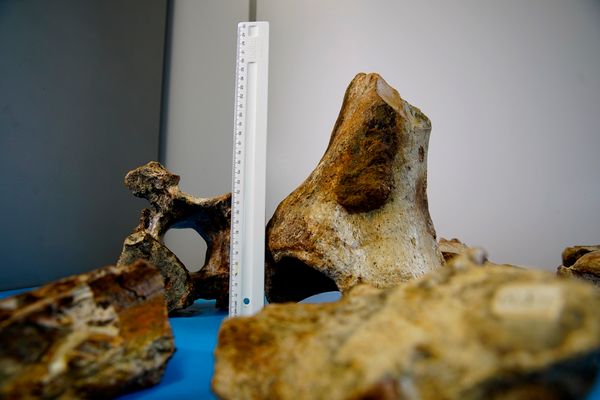 Laboratório de paleontologia da Ufes por Fernando Madeira
