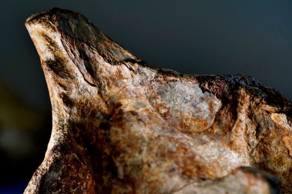 Laboratório de paleontologia da Ufes por Fernando Madeira