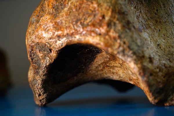 Laboratório de paleontologia da Ufes por Fernando Madeira